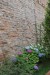 i-il-giardino5
